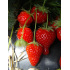 Fraisier Cijosee -25 plants- Calibre B
