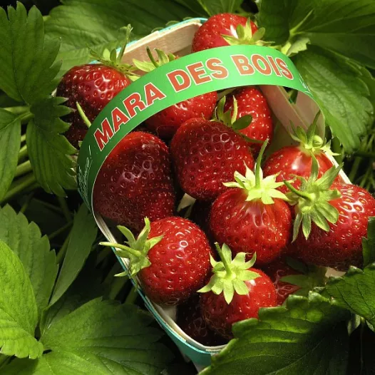 Aardbeipoot Mara des bois - 25 poten - kaliber B