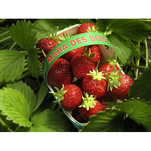 Fraisier Mara des Bois - 25 plants - calibre B