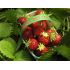 Aardbeipoot Mara des bois - 25 poten - kaliber B