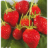 Fraisier Cirafine -25 plants- Calibre B