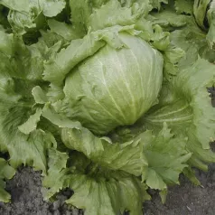 Bataviasla Iceberg "Saladin" Bataviasla Iceberg "Saladin"