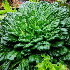 Pak choi Tatsoi Pak choi Tatsoi