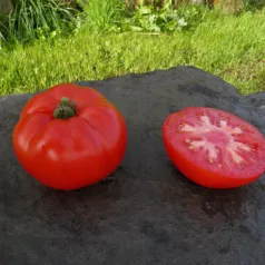 Tomate rouge de Namur Tomate rouge de Namur