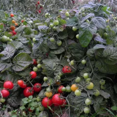Tomate cerise Japonaise basse Tomate cerise Japonaise basse