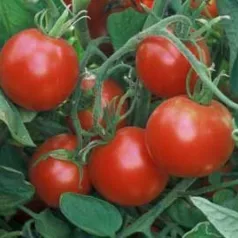 Tomate rouge Glacier Tomate rouge Glacier
