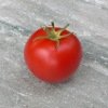 Tomate de couleur Canabec rose