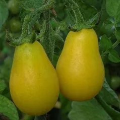 Kerstomaat Yellow Submarine Kerstomaat Yellow Submarine
