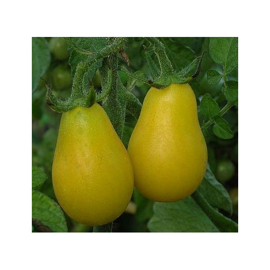 Tomate cerise Yellow Submarine