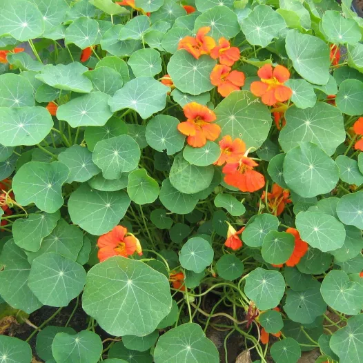 Capucine naine en mélange - Fleurs - Semailles