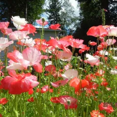 Coquelicot des jardins Coquelicot des jardins