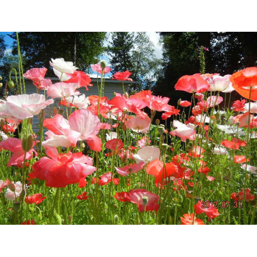 Coquelicot des jardins