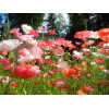 Coquelicot des jardins