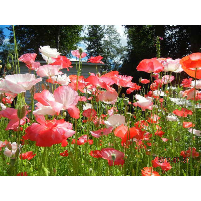 Graines Bio De Coquelicot Des Jardins Graines Bio De Coquelicot Des Jardins