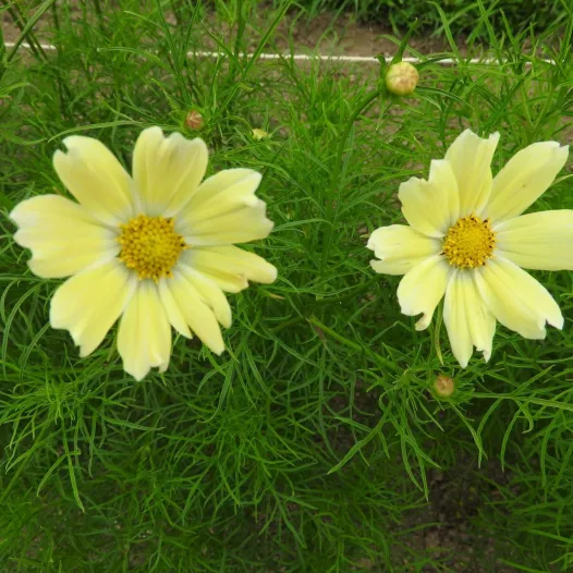 Cosmos Late sensation Yellow