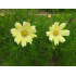 Cosmos Late sensation Yellow