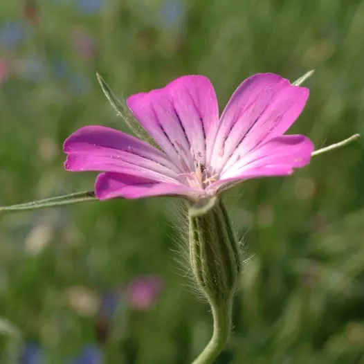 Nielle des Blés Nielle des Blés