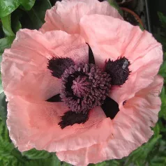 Papaver enkele roze Papaver enkele roze