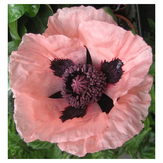 Papaver enkele roze