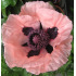 Papaver enkele roze