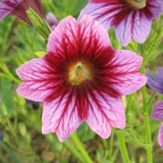Salpiglossis en mélange Salpiglossis en mélange