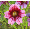 Salpiglossis en mélange