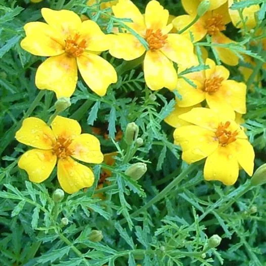 Tagète citron - Fleurs - Semailles