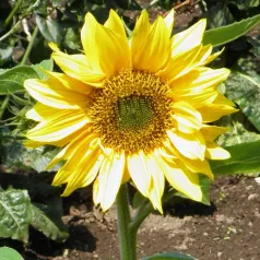 Zonnebloem dwerg geel Zonnebloem dwerg geel