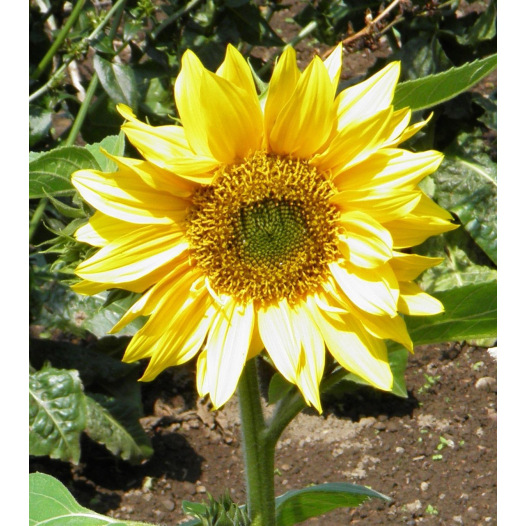 Tournesol nain jaune