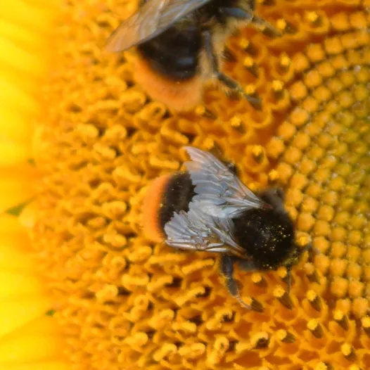 Zonnebloem decoratieve mengeling