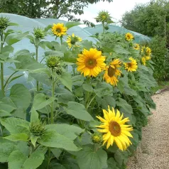 Tournesol Multiflore Tournesol Multiflore