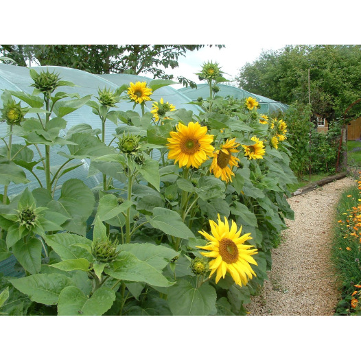 Tournesol Multiflore