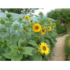 Tournesol Multiflore