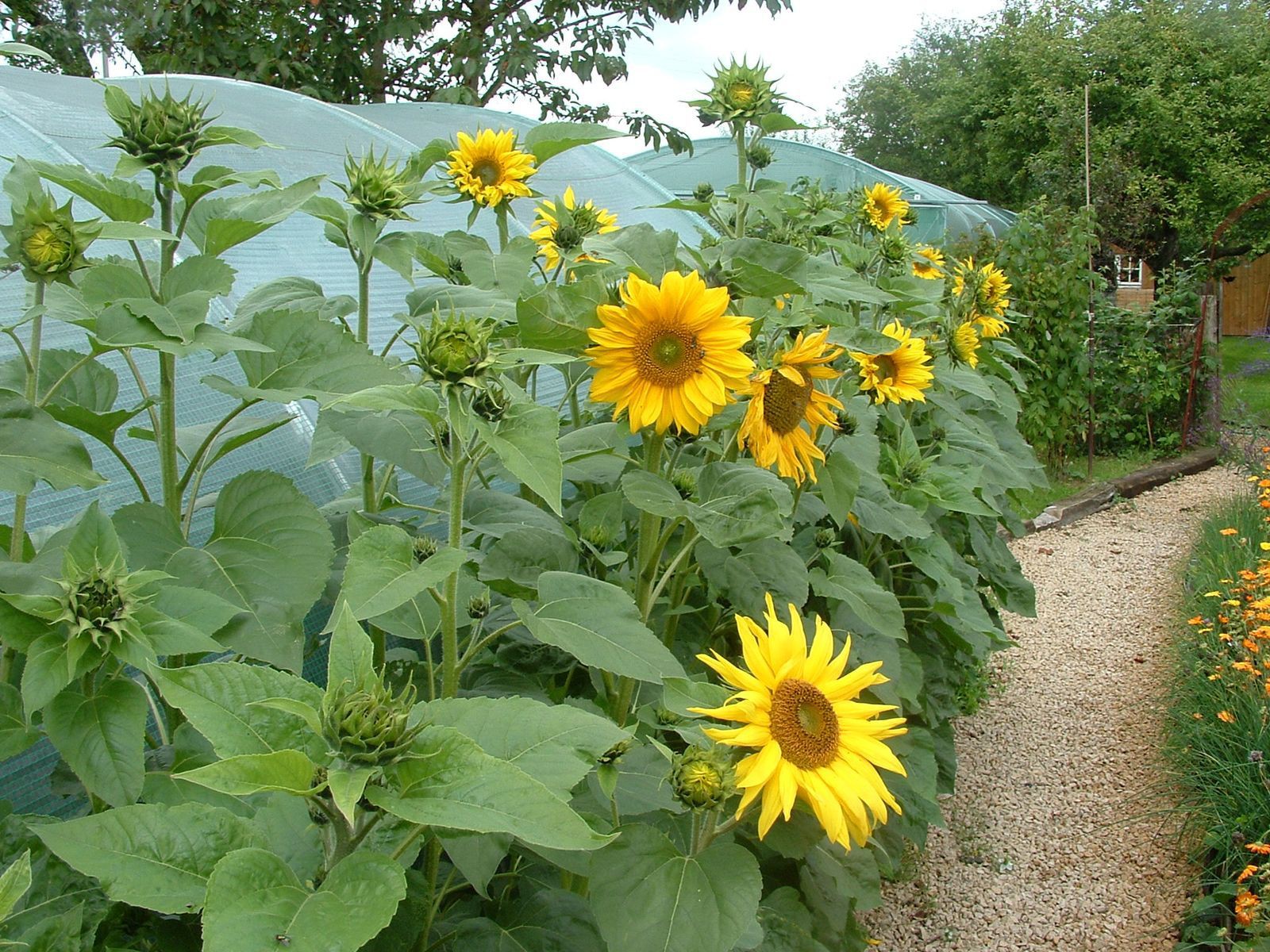 Tournesol Soleil Géant jaune à cœur noir 100 grammes