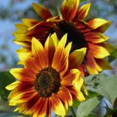 Tournesol Velvet Queen Tournesol Velvet Queen