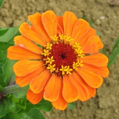 Zinnia à grandes fleurs Zinnia à grandes fleurs