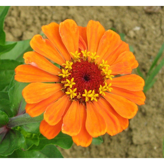 Graines bio de Zinnia à grandes fleurs