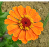 Zinnia grote bloemen