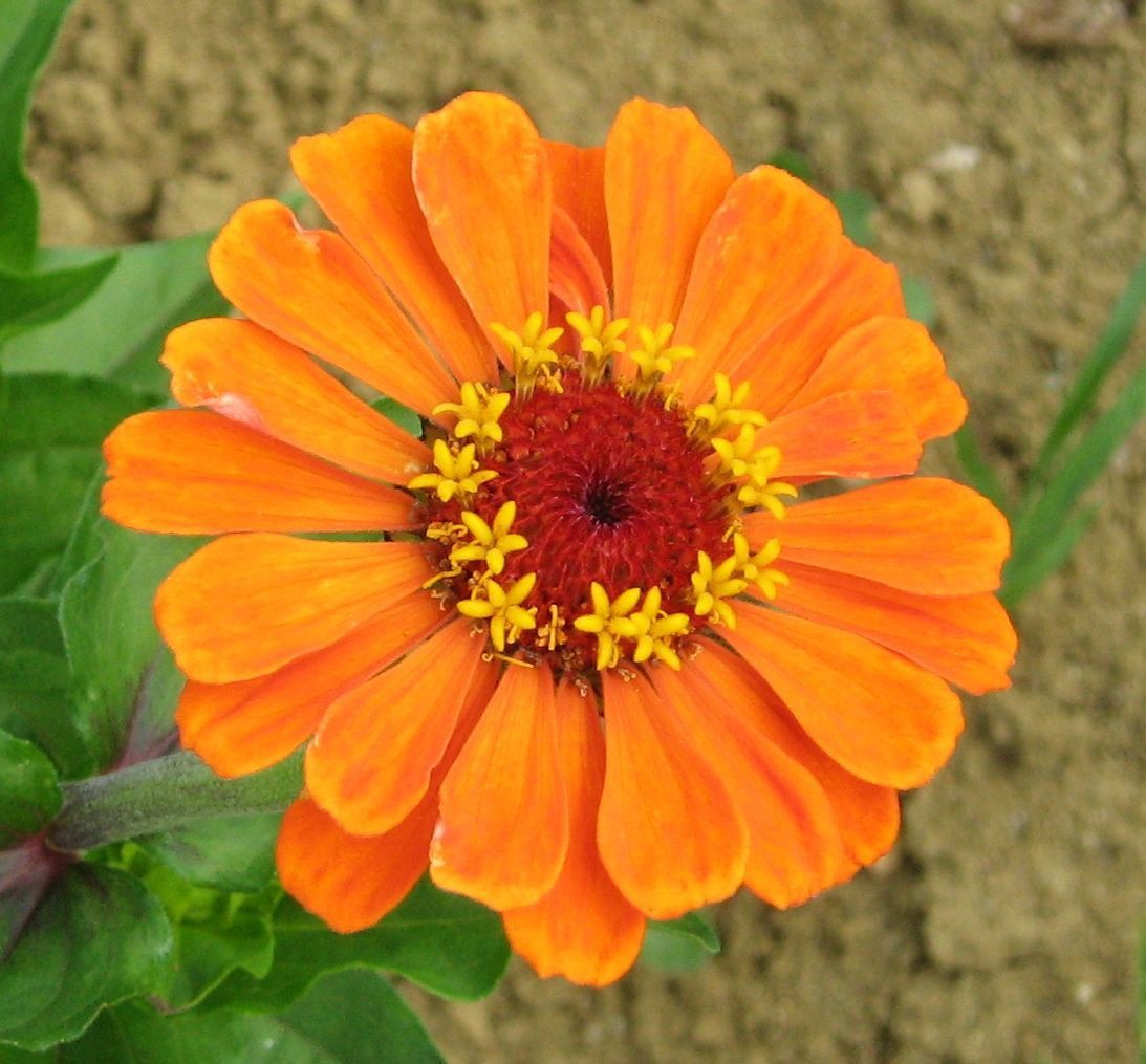 Graines bio de Zinnia à grandes fleurs