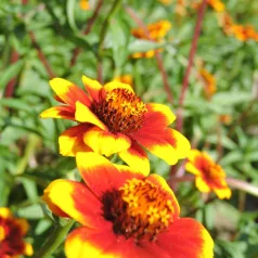 Zinnia Perzisch tapijt Zinnia Perzisch tapijt