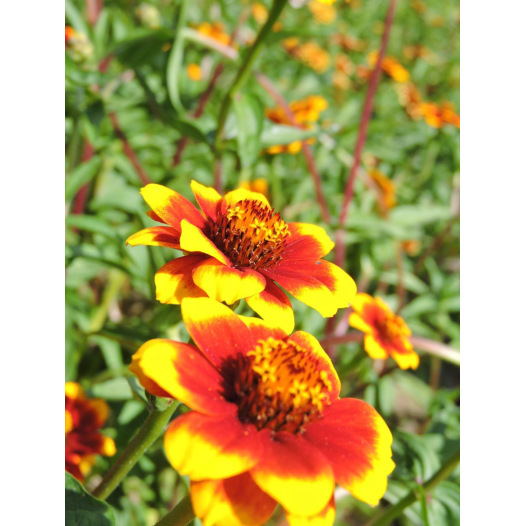 Zinnia Perzisch tapijt