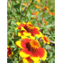 Zinnia Tapis Persan