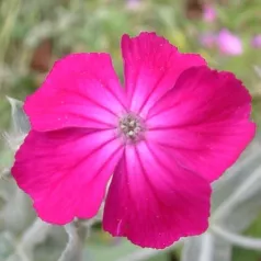Coquelourde rouge - Fleurs - Semailles Coquelourde rouge - Fleurs - Semailles