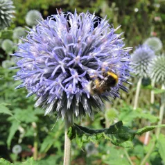 Echinops Echinops