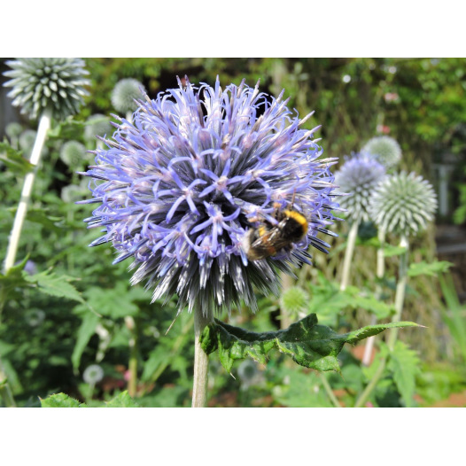 Echinops