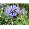 Echinops