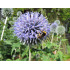 Echinops