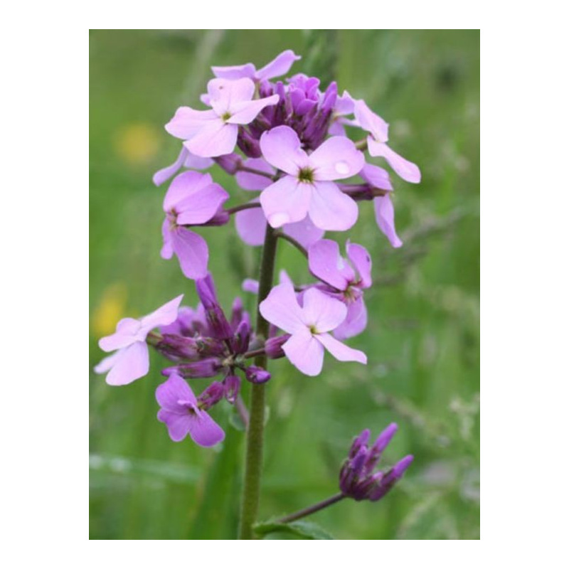 ♫ JULIENNE des Dames Hesperis matronalis ♫ Graines ♫ Ornementale et Mellifère