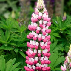 Lupin en mélange Lupin en mélange