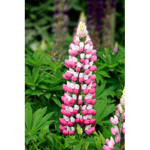 Lupine Gemengd